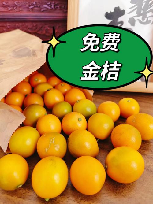 金桔资讯转发平台